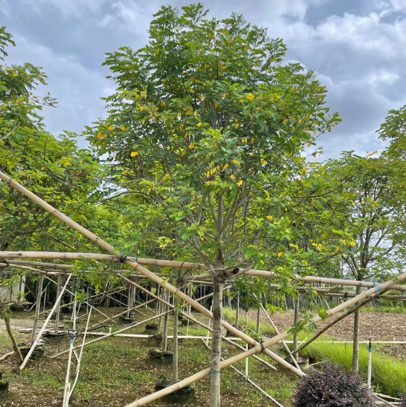 【黄花槐】6-10分各种规格齐全，广东普宁现货供应欢迎联系