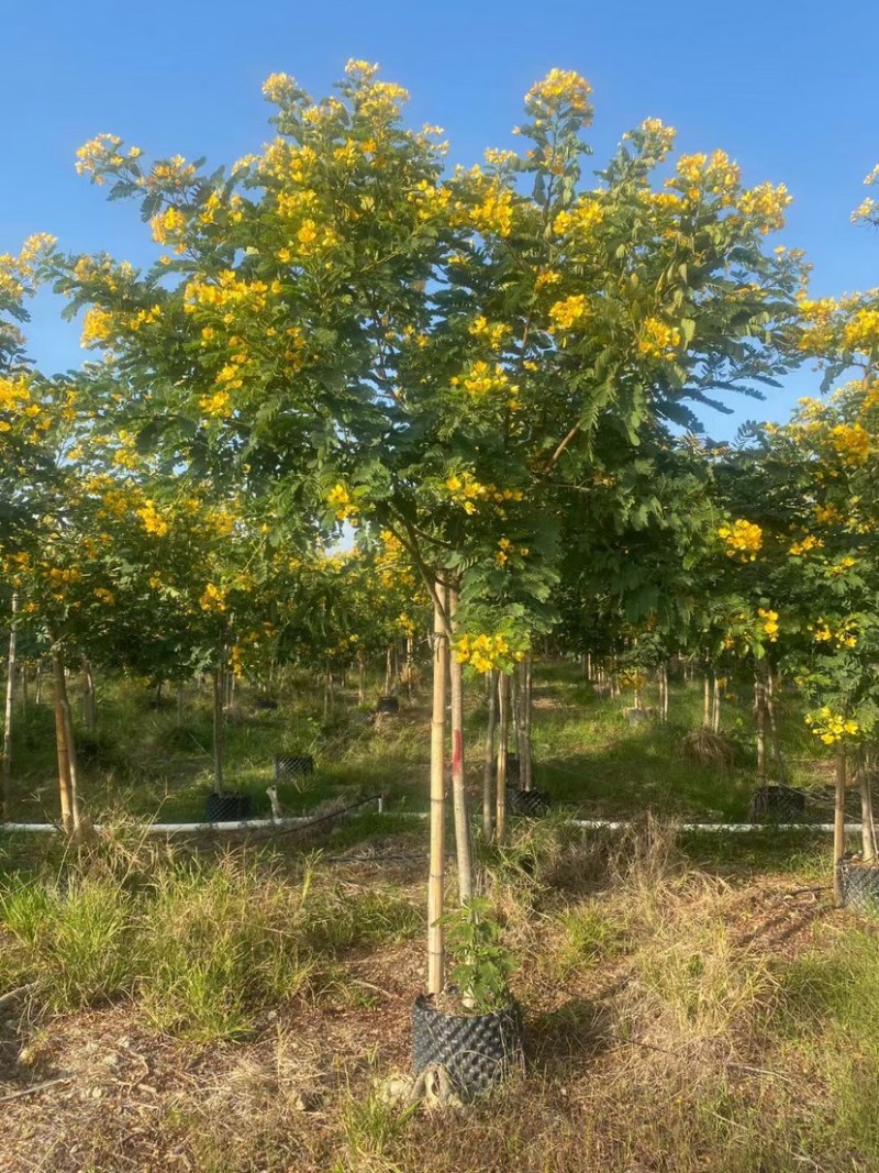 【黄花槐】6-10分各种规格齐全，广东普宁现货供应欢迎联系