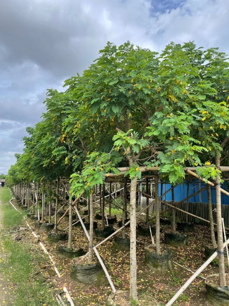 【黄花槐】6-10分各种规格齐全，广东普宁现货供应欢迎联系