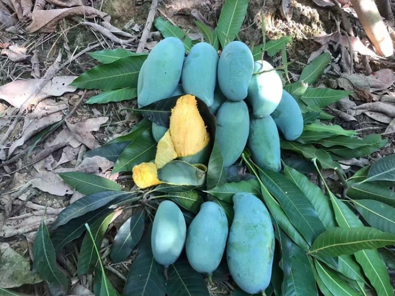 广西，桂七芒果大量供应中，口感甜香浓可口
