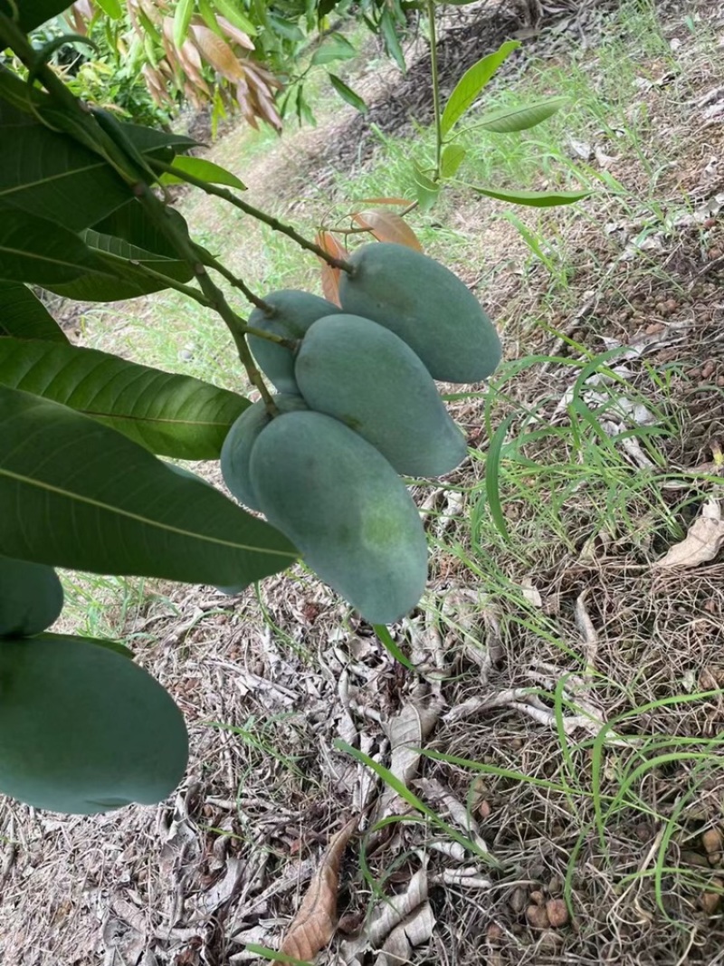 广西，桂七芒果大量供应中，口感甜香浓可口