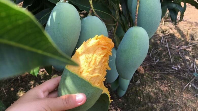 广西，桂七芒果大量供应中，口感甜香浓可口