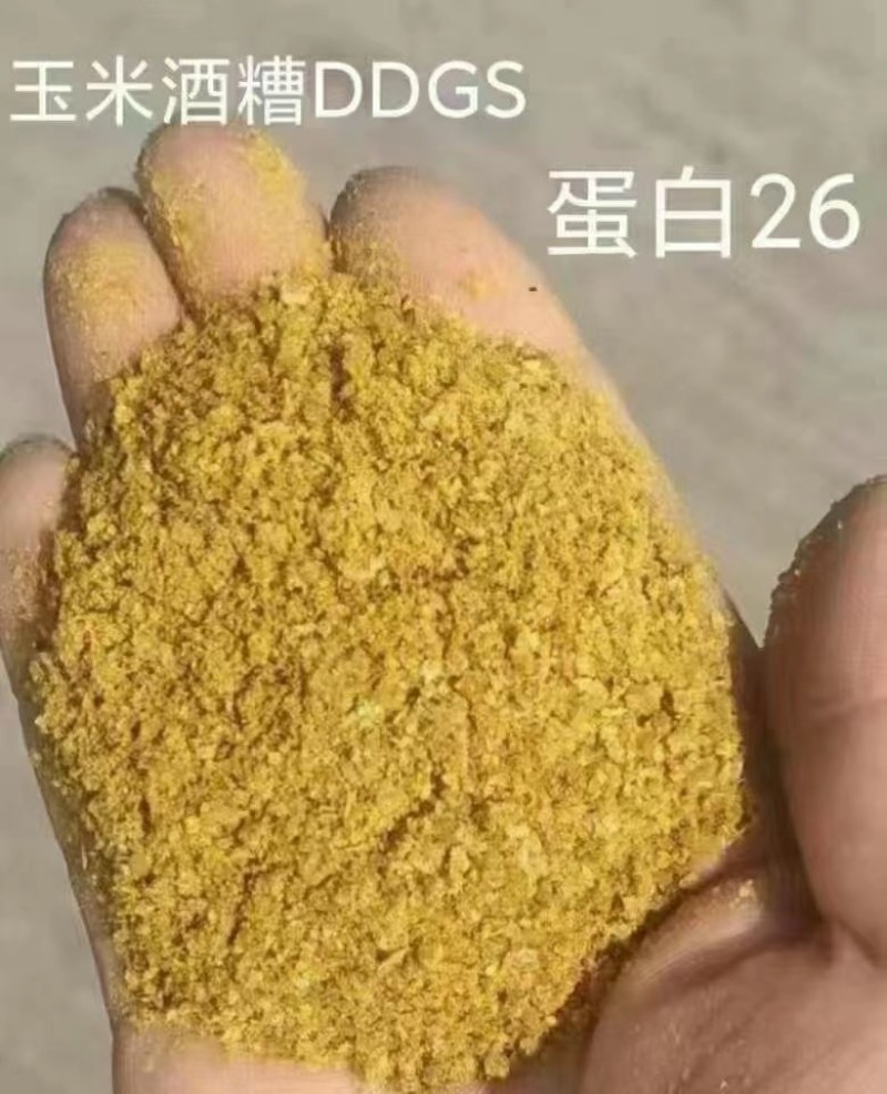 玉米酒糟DDGS蛋白含量高适口性好香味现产价格优惠质量好
