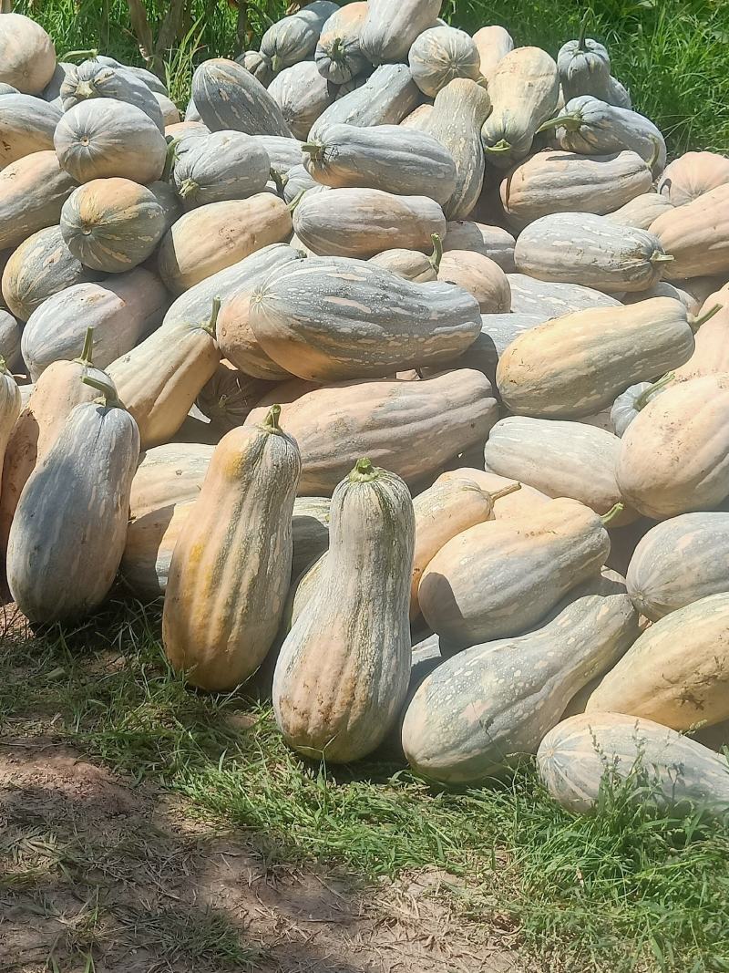 蜜本南瓜