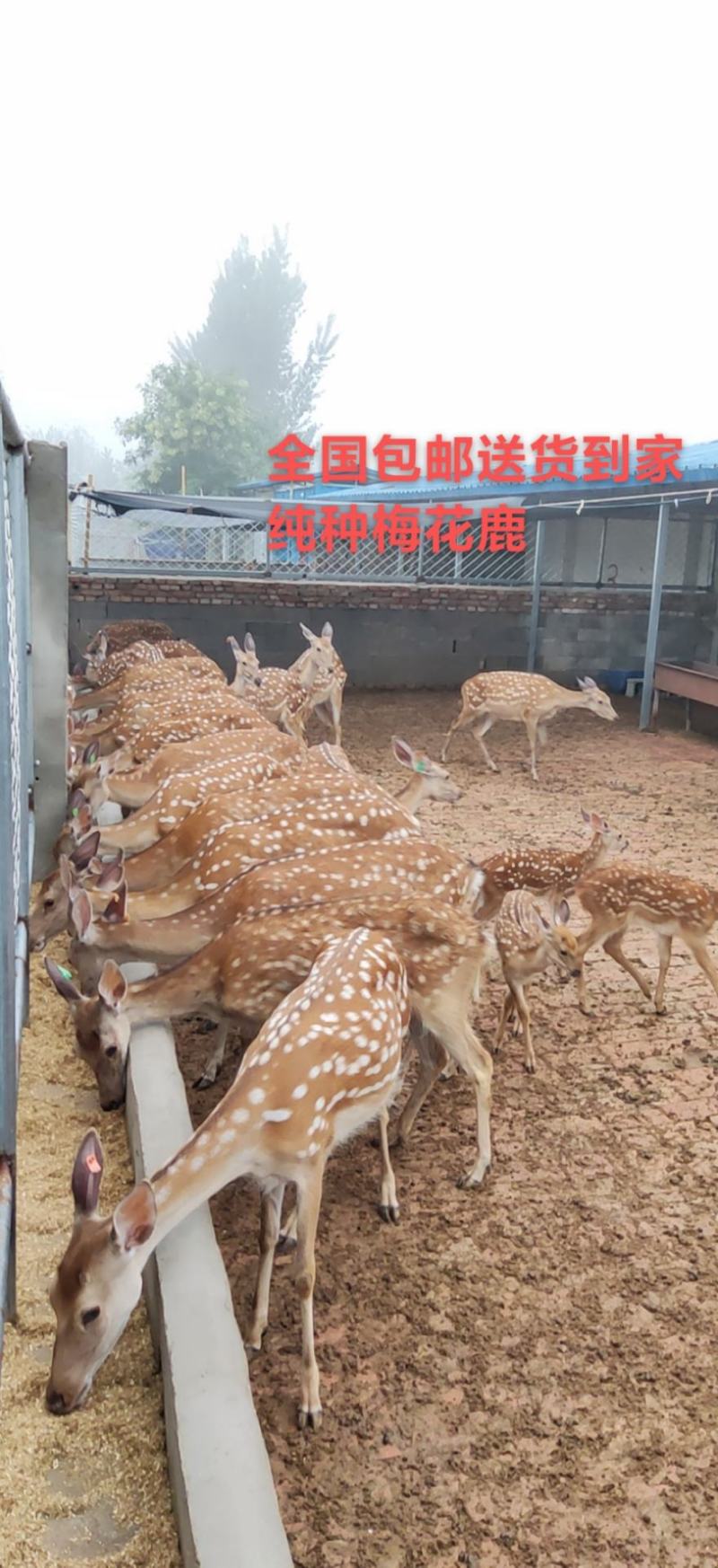 优质鹿仔鹿苗，任意挑选货到付款
