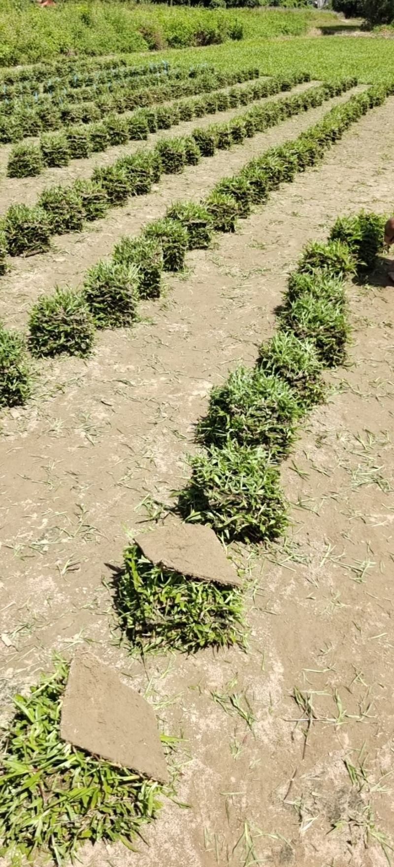大叶油草皮