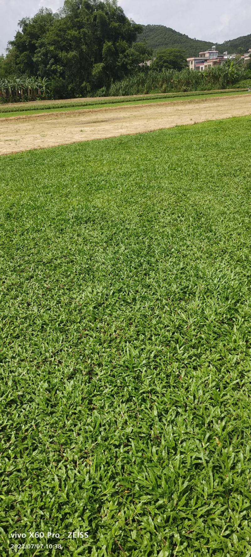 大叶油草皮