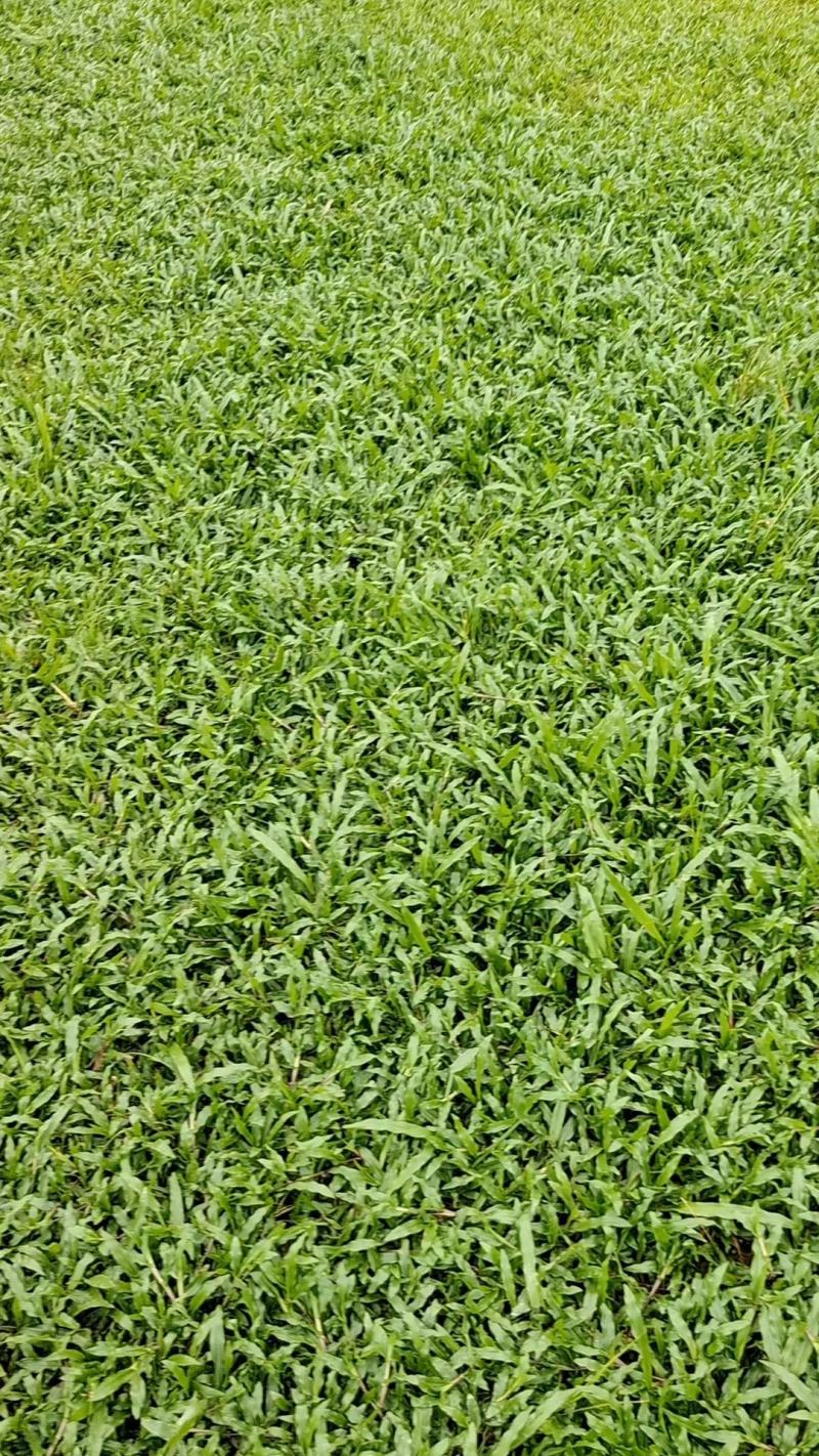 大叶油草皮