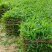 大叶油草皮