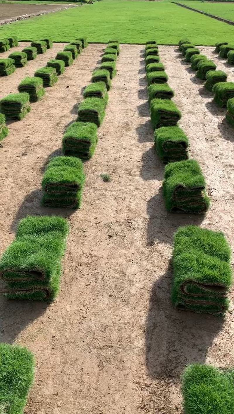 台湾草草卷