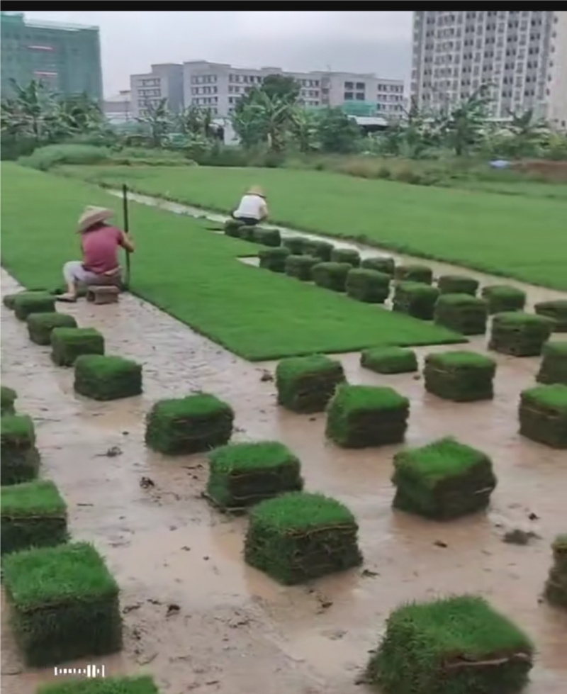 台湾草草卷