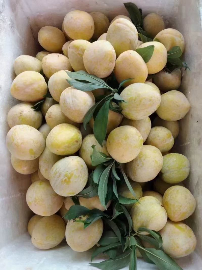 黄金奈李