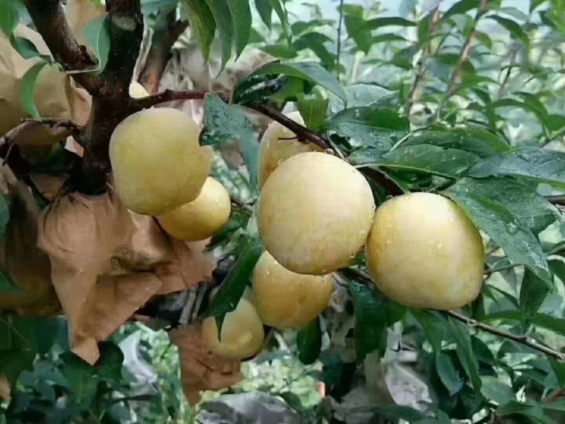 黄金奈李