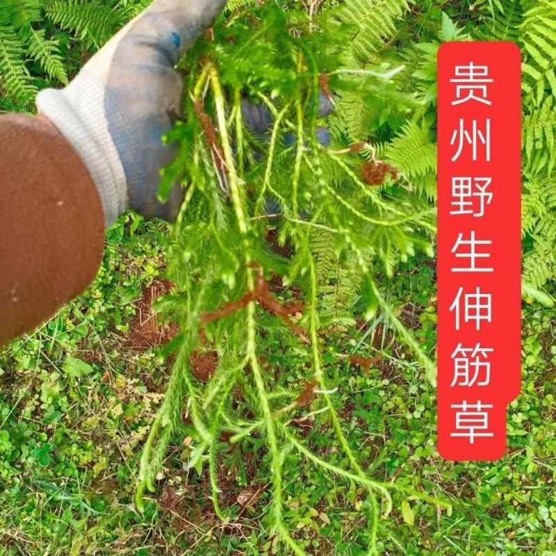 新鲜干货伸筋草伸筋草石松狮子草