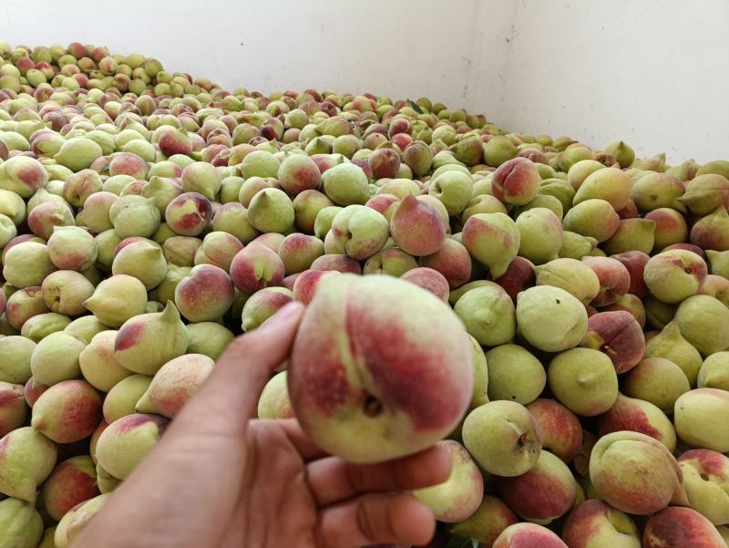 云南蒙自鹰嘴蜜桃大量上市，承接代办、供货、整车落地配