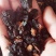 桦树茸,白桦茸,桦褐孔菌,品类齐全,诚信为本