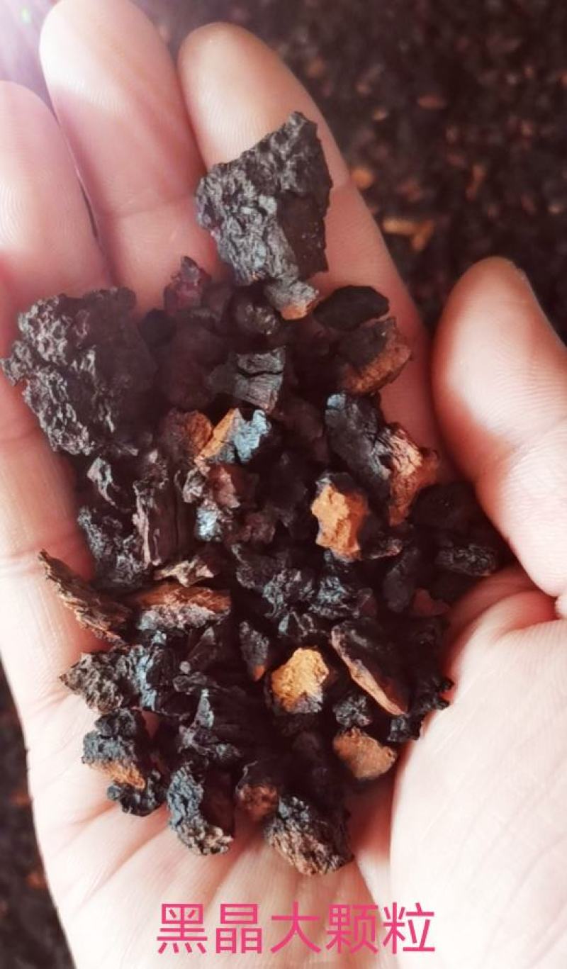 桦树茸，白桦茸，桦褐孔菌，品类齐全，诚信为本