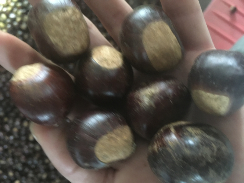 2025年大凉山新鲜油板栗，板栗，香甜糯，量大