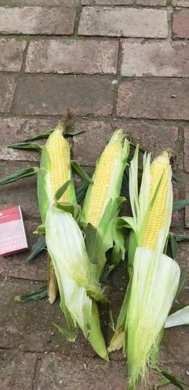 【荐】田冠军水果玉米大量上市，产地直供可视频看货大量有货