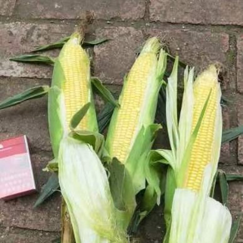 【荐】田冠军水果玉米大量上市，产地直供可视频看货大量有货