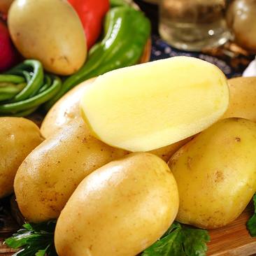 湖北黄心土豆，大量上市，产地看货，欢迎订购