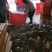 新鮮鳘魚胶，当天杀魚取胶当天发货，每个重2两