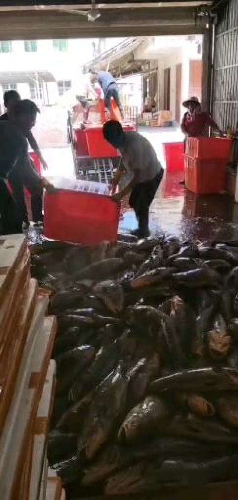 新鮮鳘魚胶，当天杀魚取胶当天发货，每个重2两