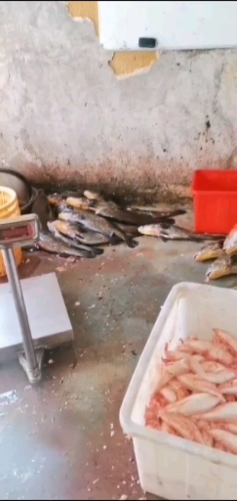 新鮮鳘魚胶，当天杀魚取胶当天发货，每个重2两