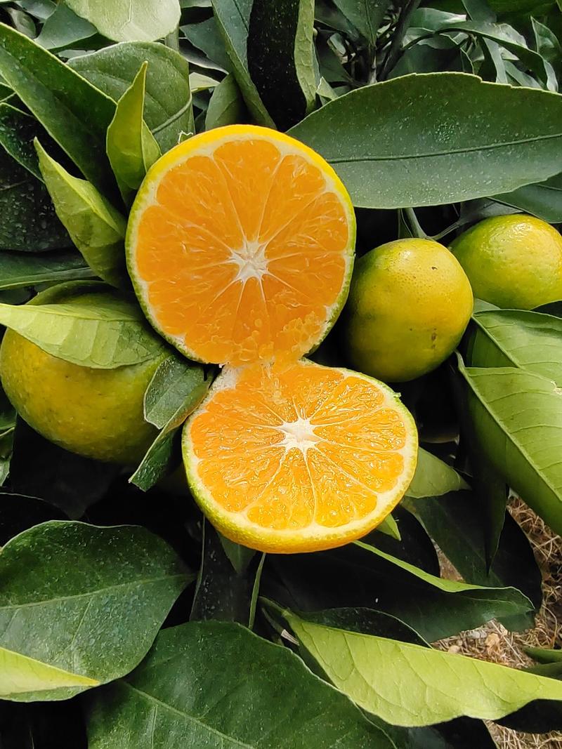 湖北精品蜜桔柑橘大量上市果大皮薄，多汁化渣果形好一手货！