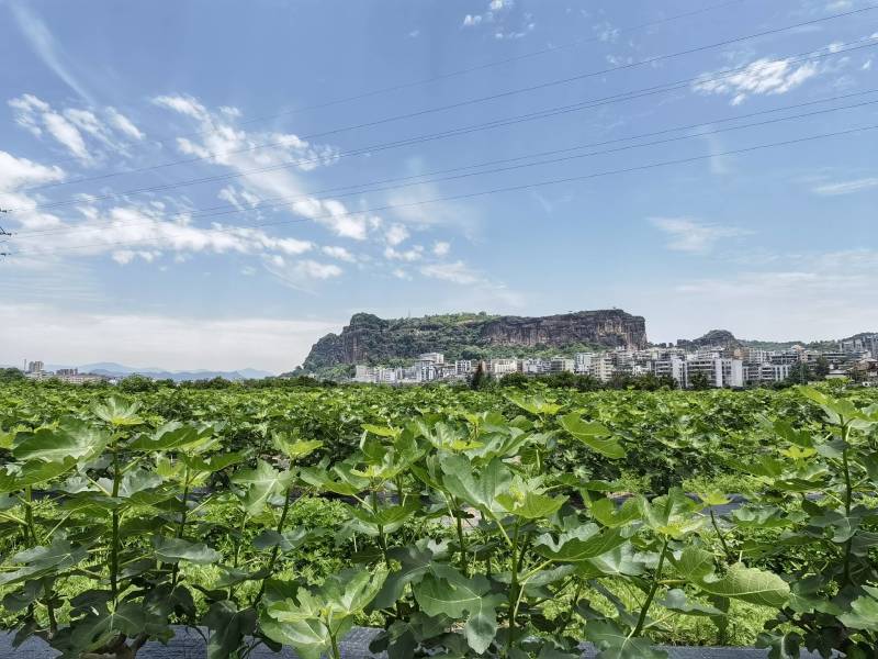 水牛湾新鲜无花果多品种混搭2-4斤供港供澳品质老广的味道