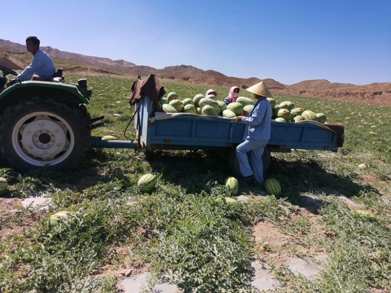 金城5号硒砂瓜大量出货好品优选不甜不要钱，欢迎联系