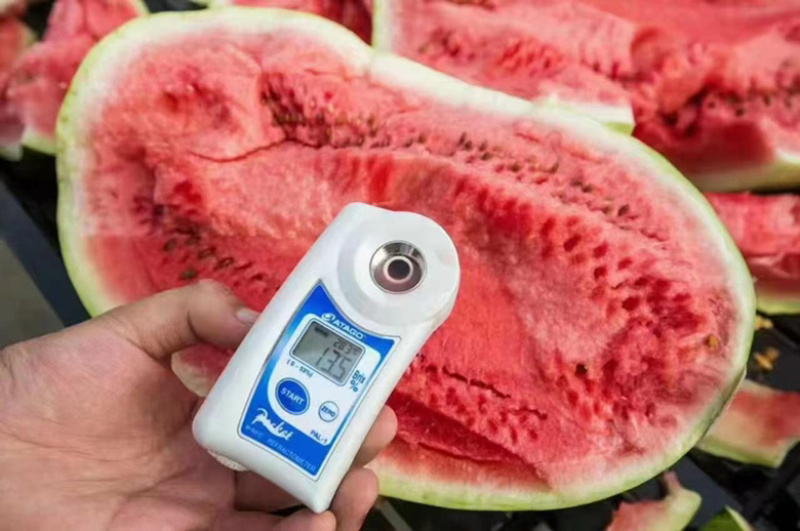 金城5号硒砂瓜大量出货好品优选不甜不要钱，欢迎联系