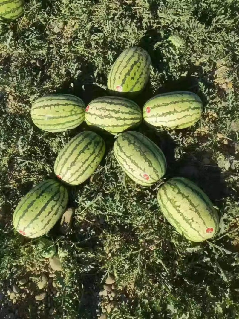 金城5号硒砂瓜大量出货好品优选不甜不要钱，欢迎联系