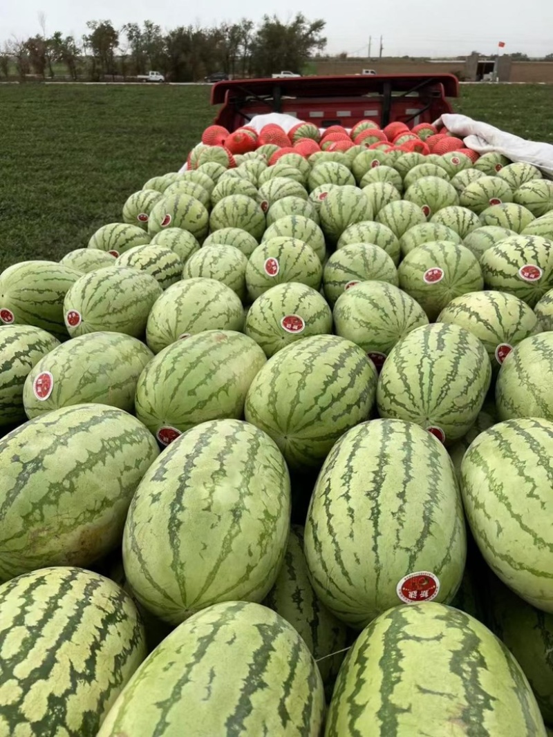 金城5号硒砂瓜大量出货好品优选不甜不要钱，欢迎联系