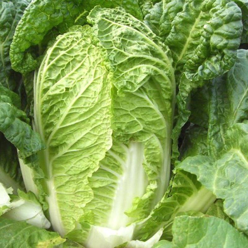 湖北精品黄心大白菜，农家种植量大品质好欢迎咨询