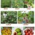 水牛湾新鲜无花果多品种混搭2-4斤供港供澳品质老广的味道