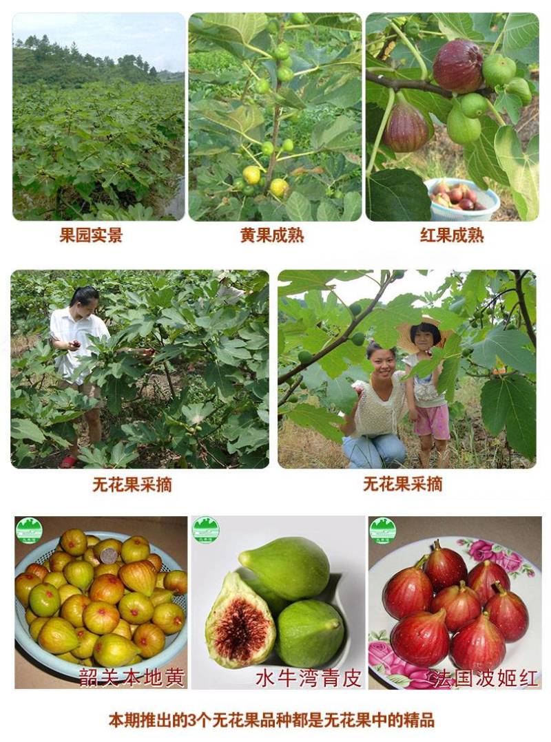 水牛湾新鲜无花果多品种混搭2-4斤供港供澳品质老广的味道