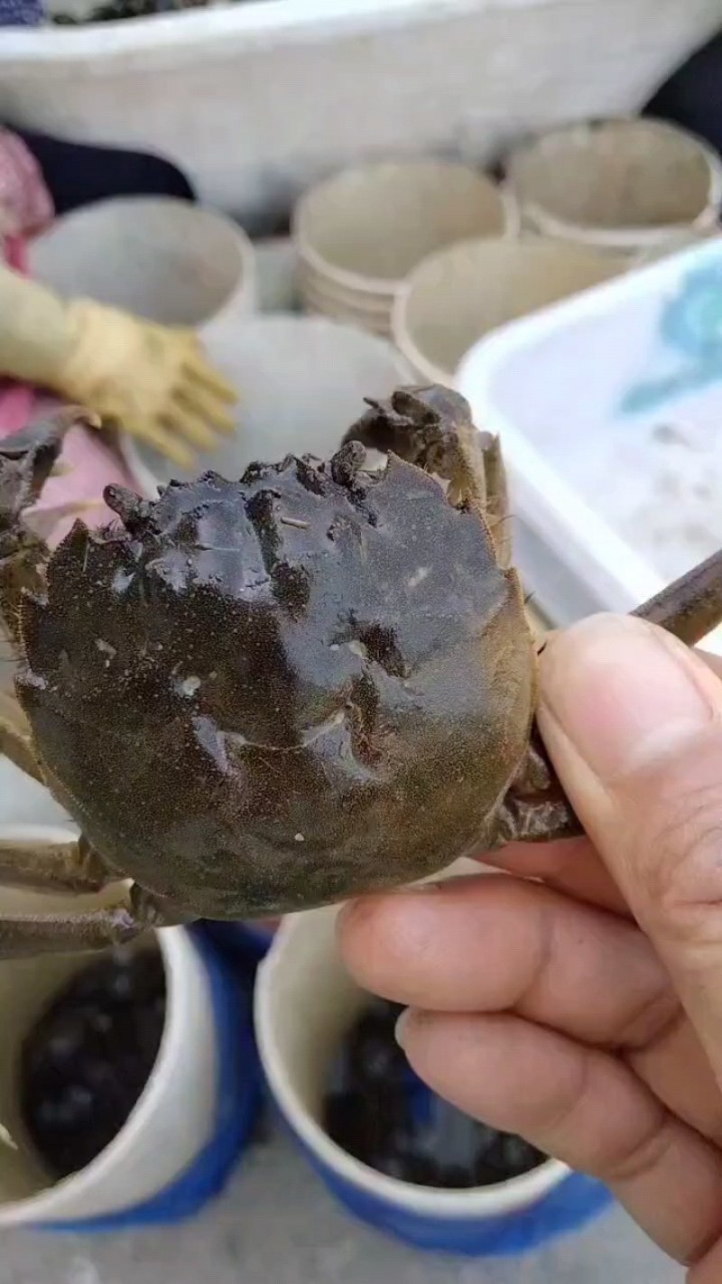 【精选】保肥的六月黄，保质保量规格齐全死蟹包赔