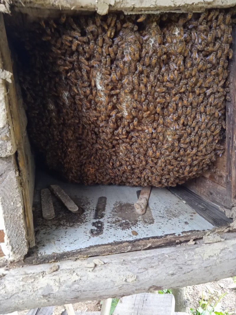 土蜂蜜中华土蜂非意蜂蜜