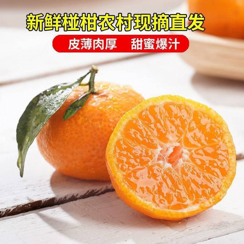 【特级】宜昌精品椪柑产地直销精品包装价格优惠