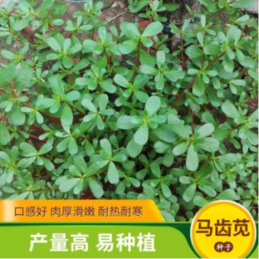 马齿苋种子野菜种子野生马齿笕种子蔬菜种籽