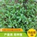 马齿苋种子野菜种子野生马齿笕种子蔬菜种籽
