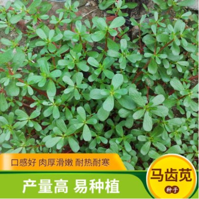 马齿苋种子野菜种子野生马齿笕种子蔬菜种籽