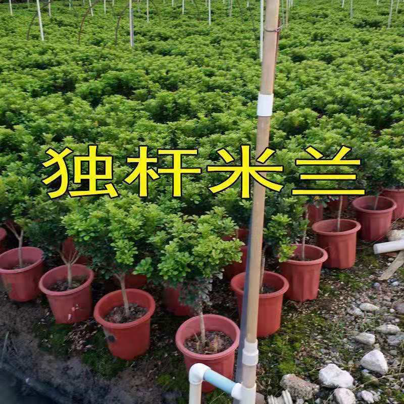 大小规格独杆棒棒糖米兰室外香味植物盆栽米兰花苗盆栽