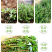马齿苋种子野菜种子野生马齿笕种子蔬菜种籽