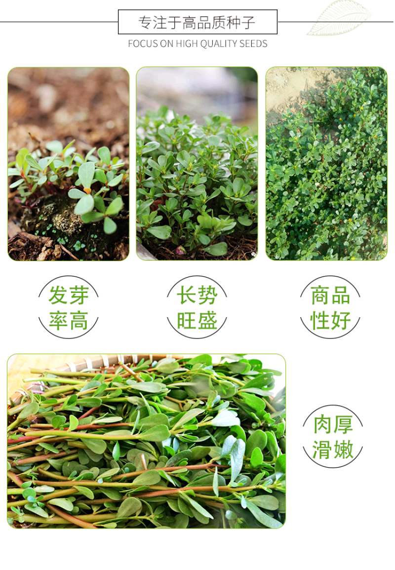 马齿苋种子野菜种子野生马齿笕种子蔬菜种籽