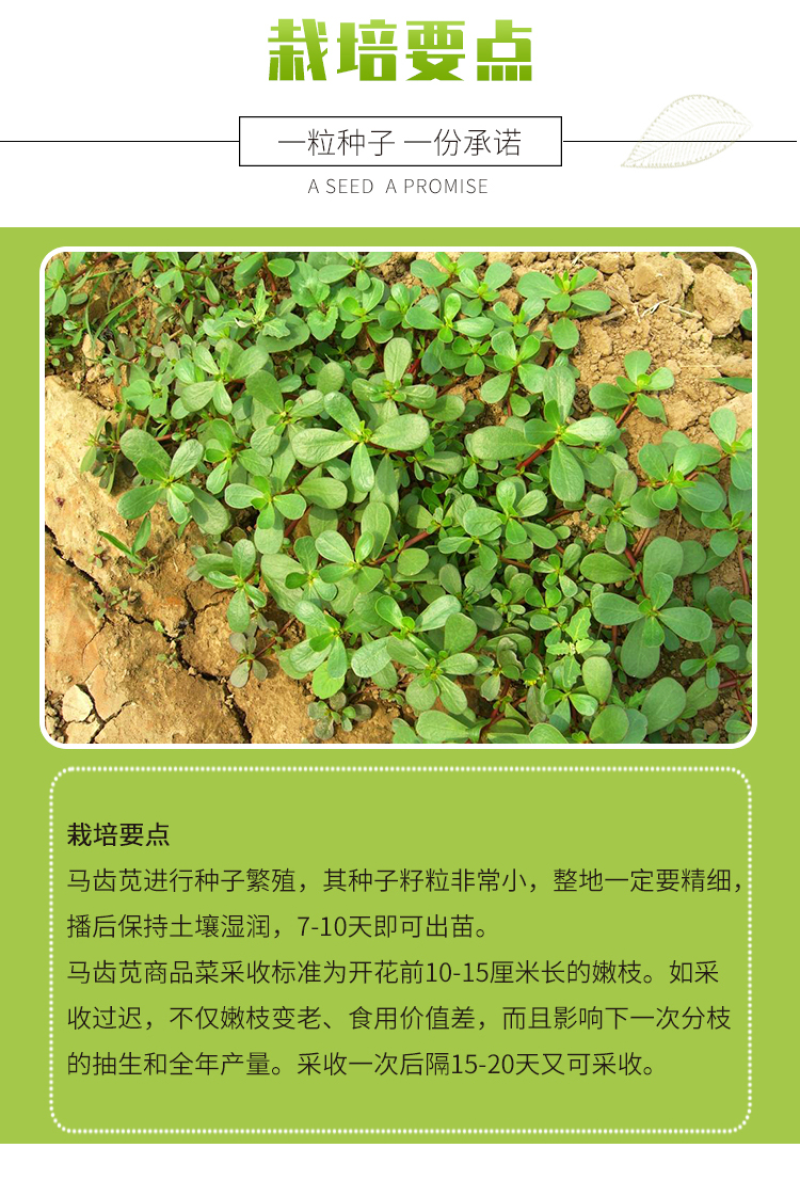 马齿苋种子野菜种子野生马齿笕种子蔬菜种籽