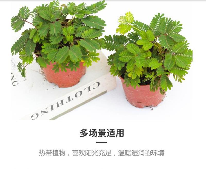 四季含羞草种子种籽小盆栽植物室内绿植草籽草种趣味害羞