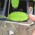 四季含羞草种子种籽小盆栽植物室内绿植草籽草种趣味害羞