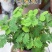 四季含羞草种子种籽小盆栽植物室内绿植草籽草种趣味害羞